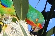 Swift Parrot (Lathamus discolor)
